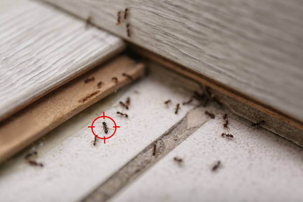 Best Cockroach Control Services  in New Eagle, PA